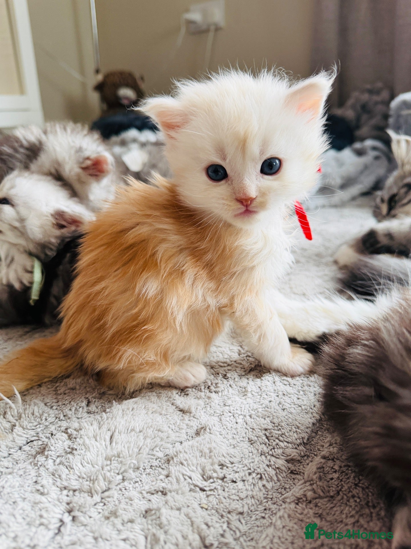 Maine Coon cats for sale: Stunning Maine coon kittens 4 left (1 cream/red) - Advert 14