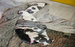Mixed Breed dogs for sale: Frenchie X Alapaha  - Image 15