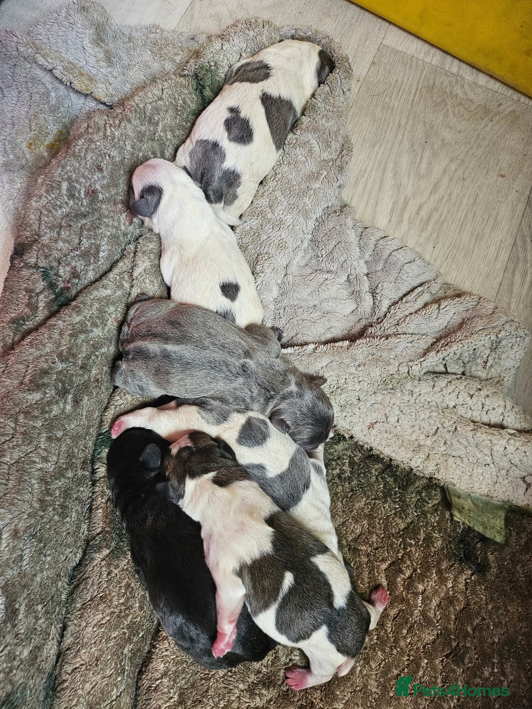 Mixed Breed dogs for sale: Frenchie X Alapaha  - Image 15