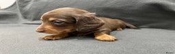 Miniature Dachshund dogs for sale: Quality KC Registered Mini Long-Haired Dachshunds  - Advert 13