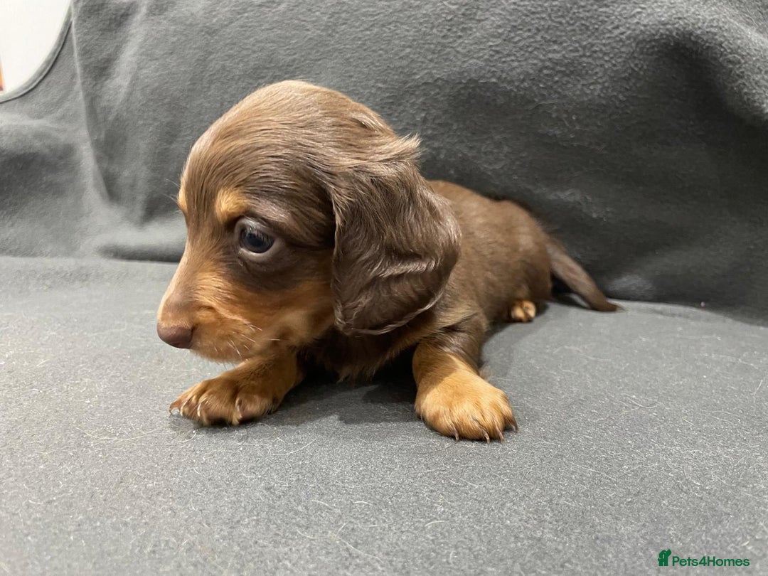 Miniature Dachshund dogs for sale: Quality KC Registered Mini Long-Haired Dachshunds  - Advert 13