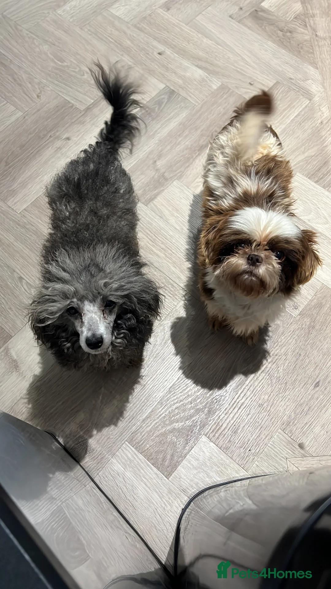 Shihpoo dogs for sale: 2 best friends looking for a new home - Advert 2