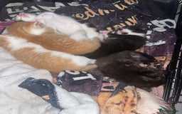 Mixed Breed cats for sale: Kittens For Rehoming  - Image 2