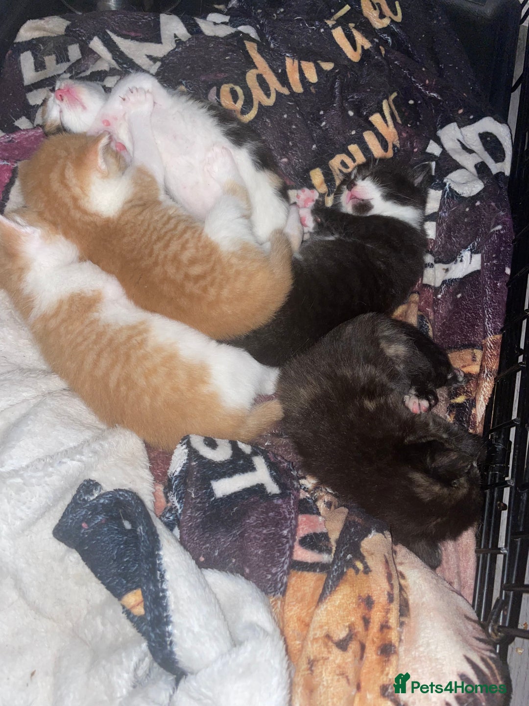 Mixed Breed cats for sale: Kittens For Rehoming  - Image 2
