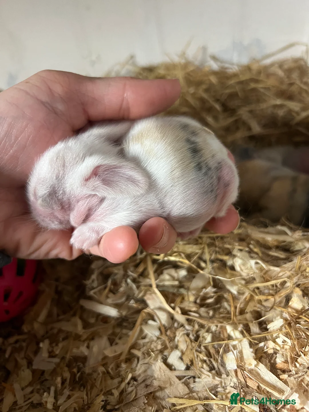Mini Lion Lop rabbits for sale: Mini lion lop babies - Advert 4