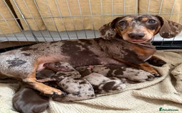 Miniature Dachshund dogs for sale: KC Registered Miniature Dachshunds (PRA Clear) - Image 10