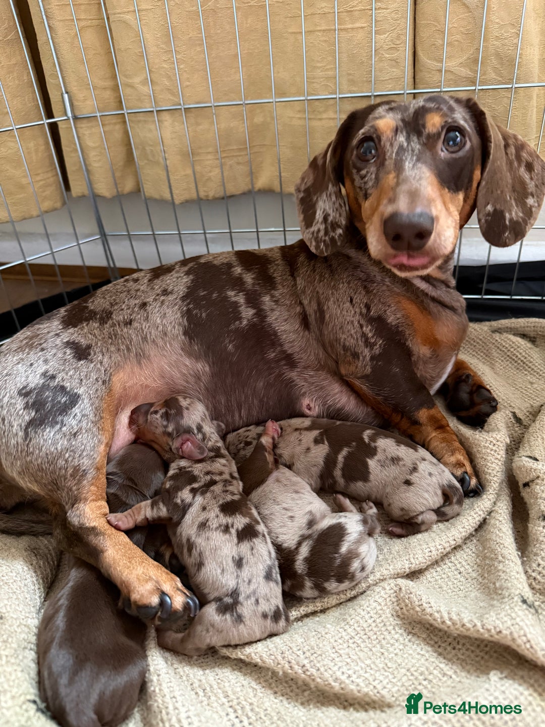 Miniature Dachshund dogs for sale: KC Registered Miniature Dachshunds (PRA Clear) - Image 10