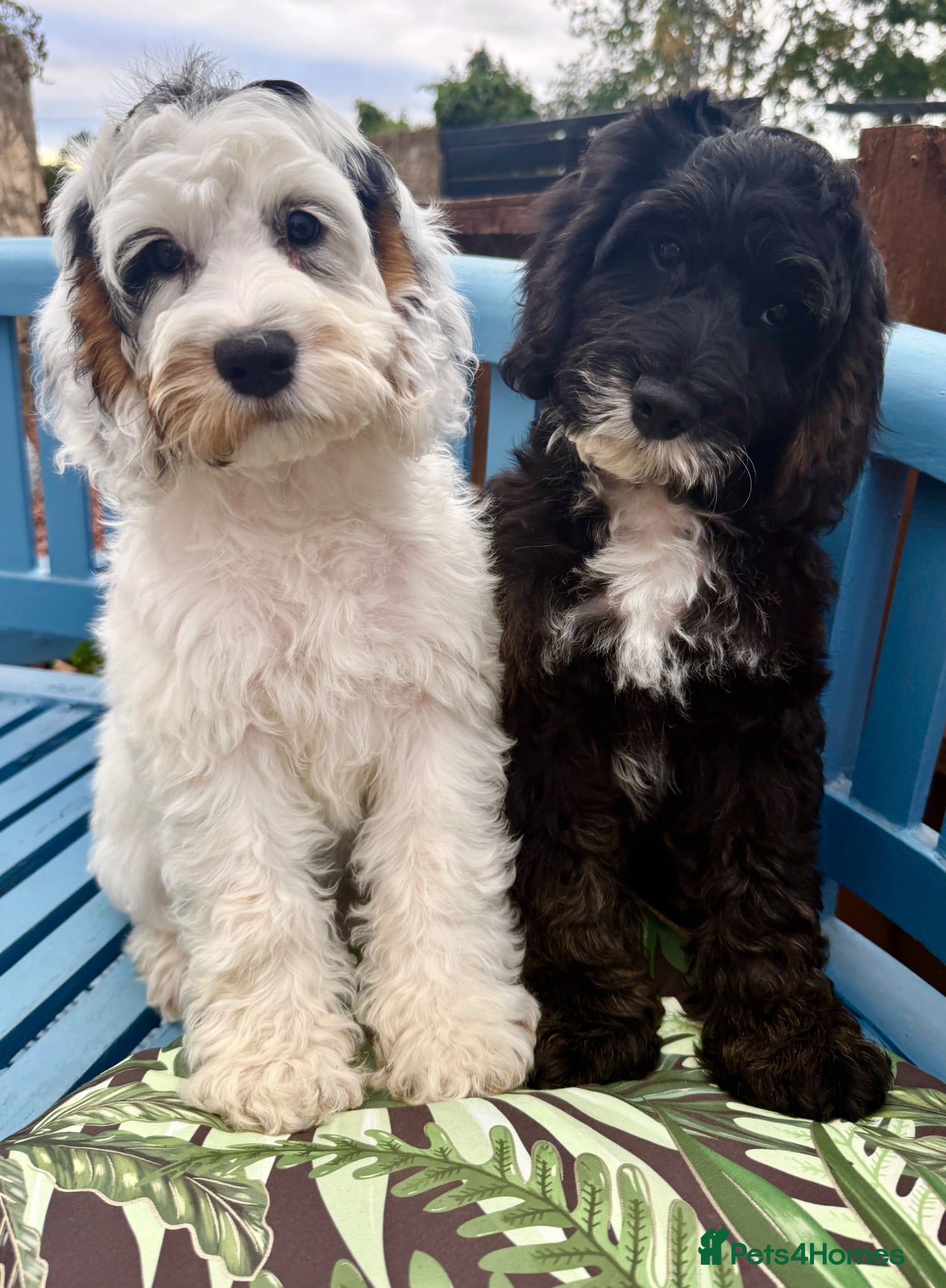 Cockapoo dogs Gorgeous F1 cockapoo puppies  - Advert 2