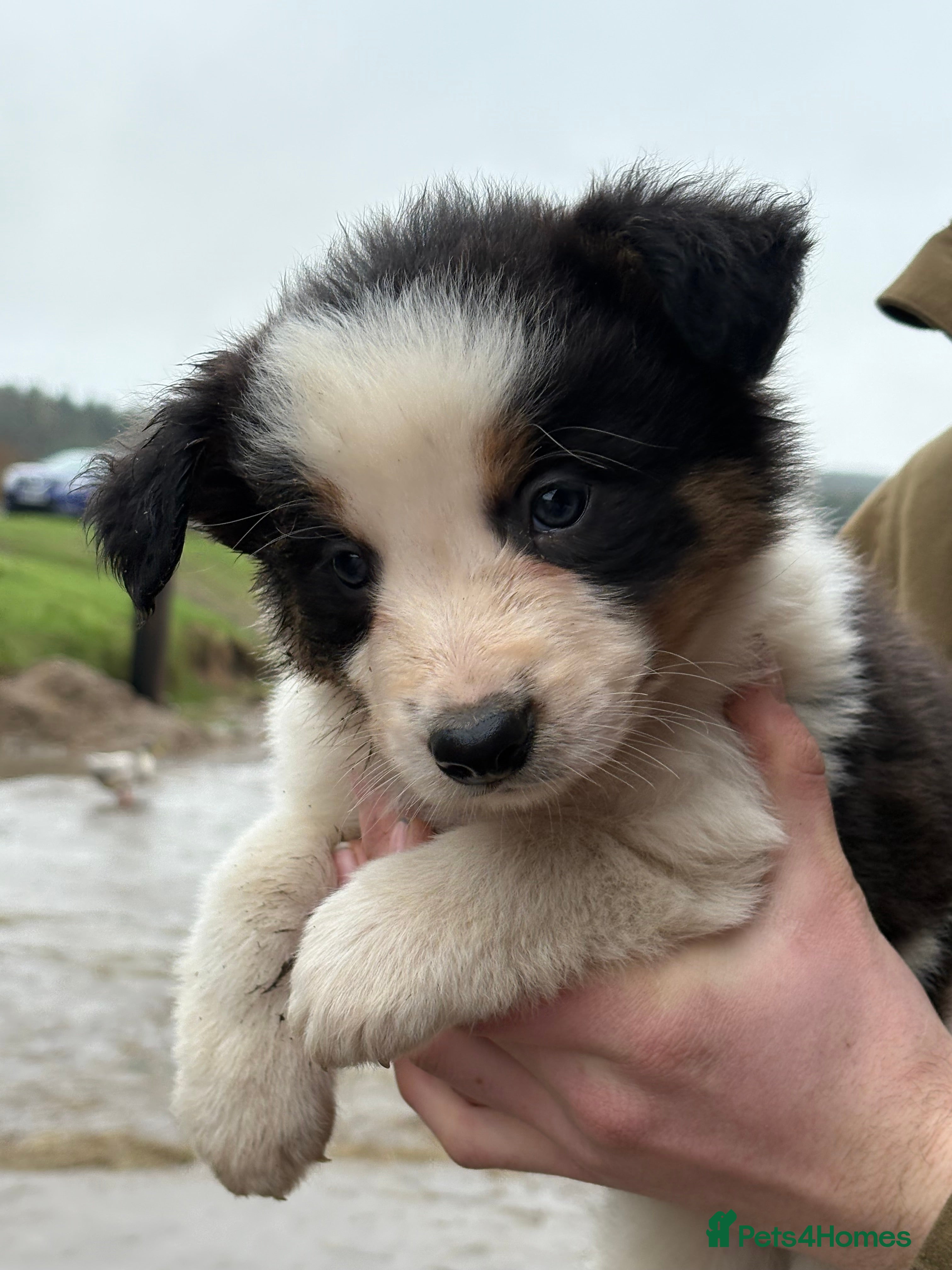 Border Collie dogs Gorgeous border collie pups - Advert 3