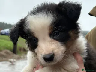Border Collie dogs Gorgeous border collie pups - Advert 3