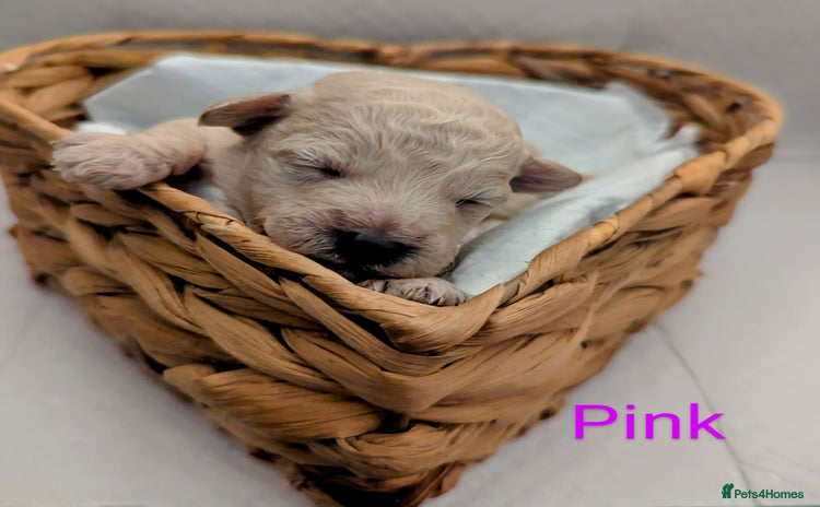 Poochon dogs - Advert 14
