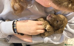 Cockapoo dogs for sale: Cockapoo puppies - Advert 8