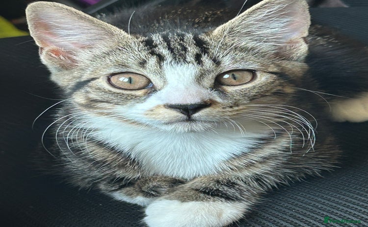 Mixed Breed cats - Advert 7