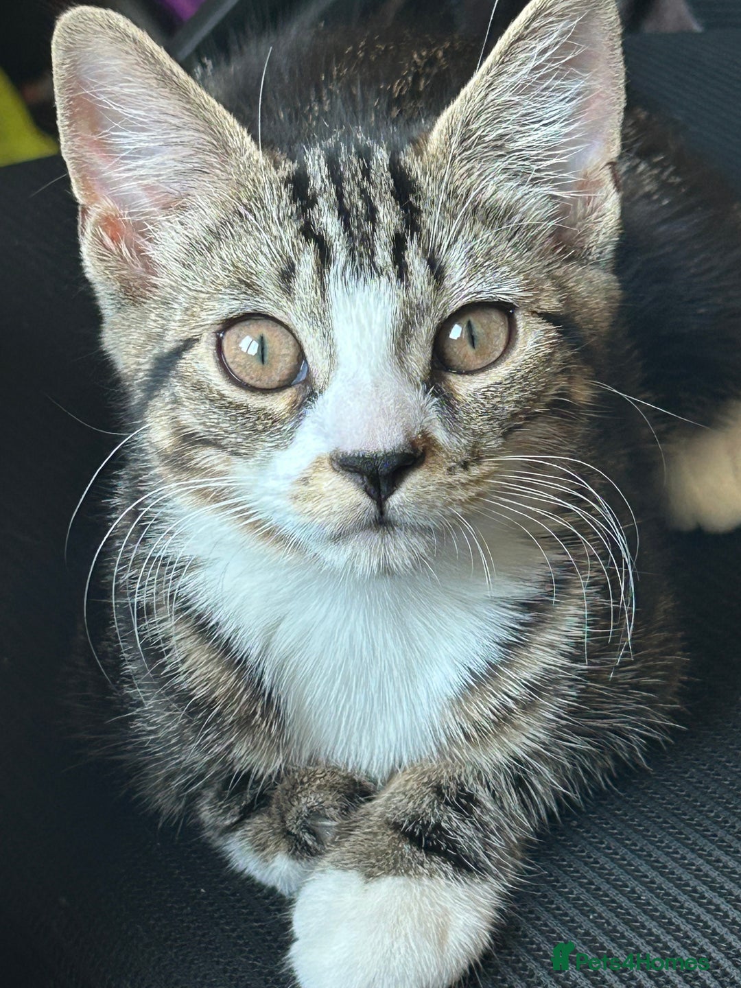 Mixed Breed cats for sale: 4 month old kitten (has an underdeveloped hand) - Image 1