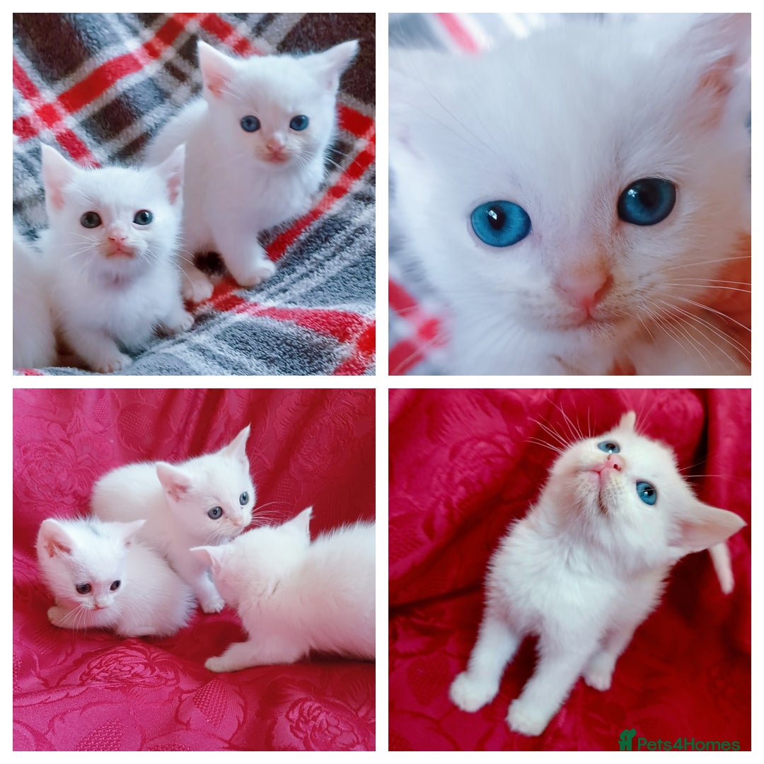 Mixed Breed cats for sale: 4 Gorgeous Pure White Kittens Available 7th Nov - Image 1