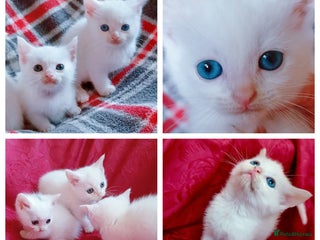 Mixed Breed cats - Advert 1