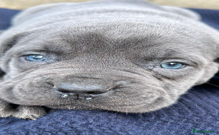 Cane Corso dogs - Advert 3
