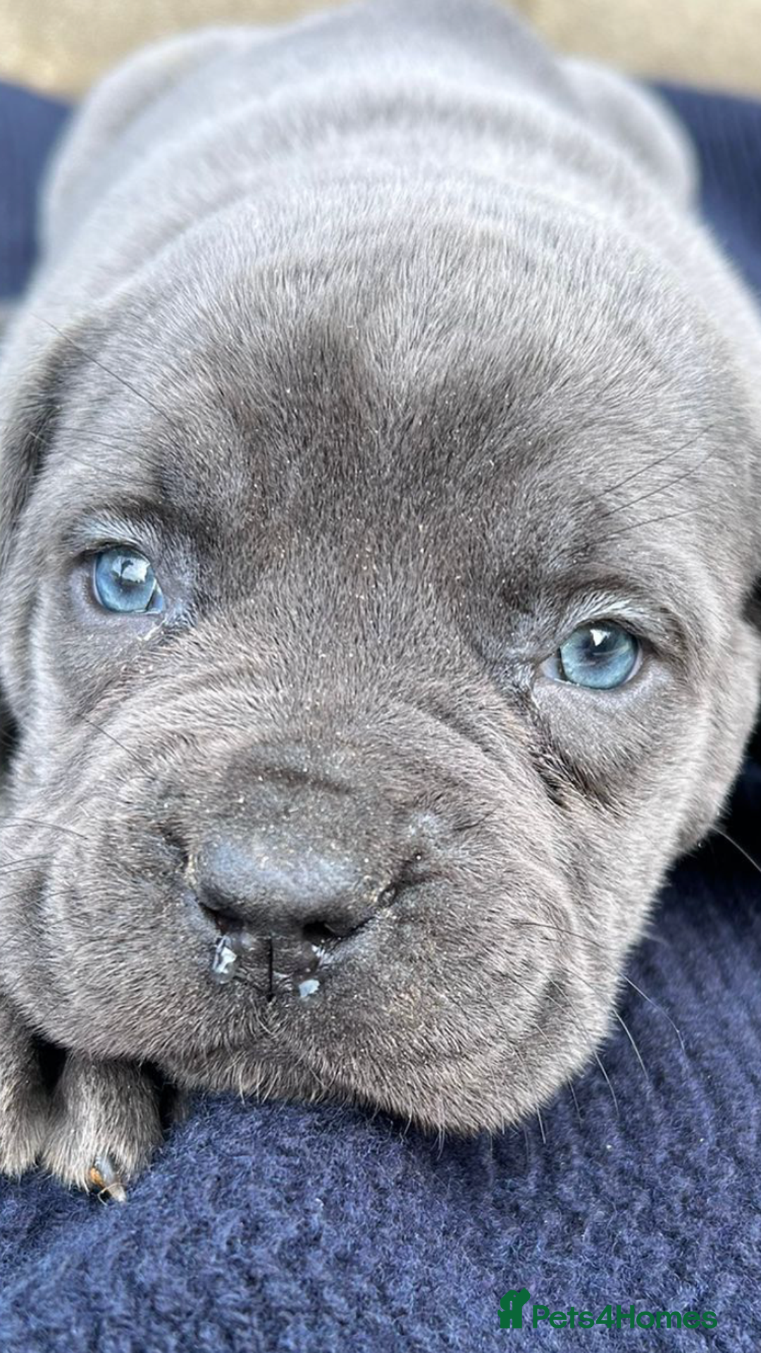 Cane Corso dogs for sale: Beautiful Blue Cane Corso Girls Ready Now - Image 1