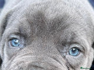 Cane Corso dogs - Advert 2