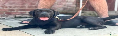 Cane Corso 2