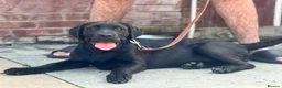 Cane Corso dogs for sale: 1 male 1 female cane  in Romford - Advert 21