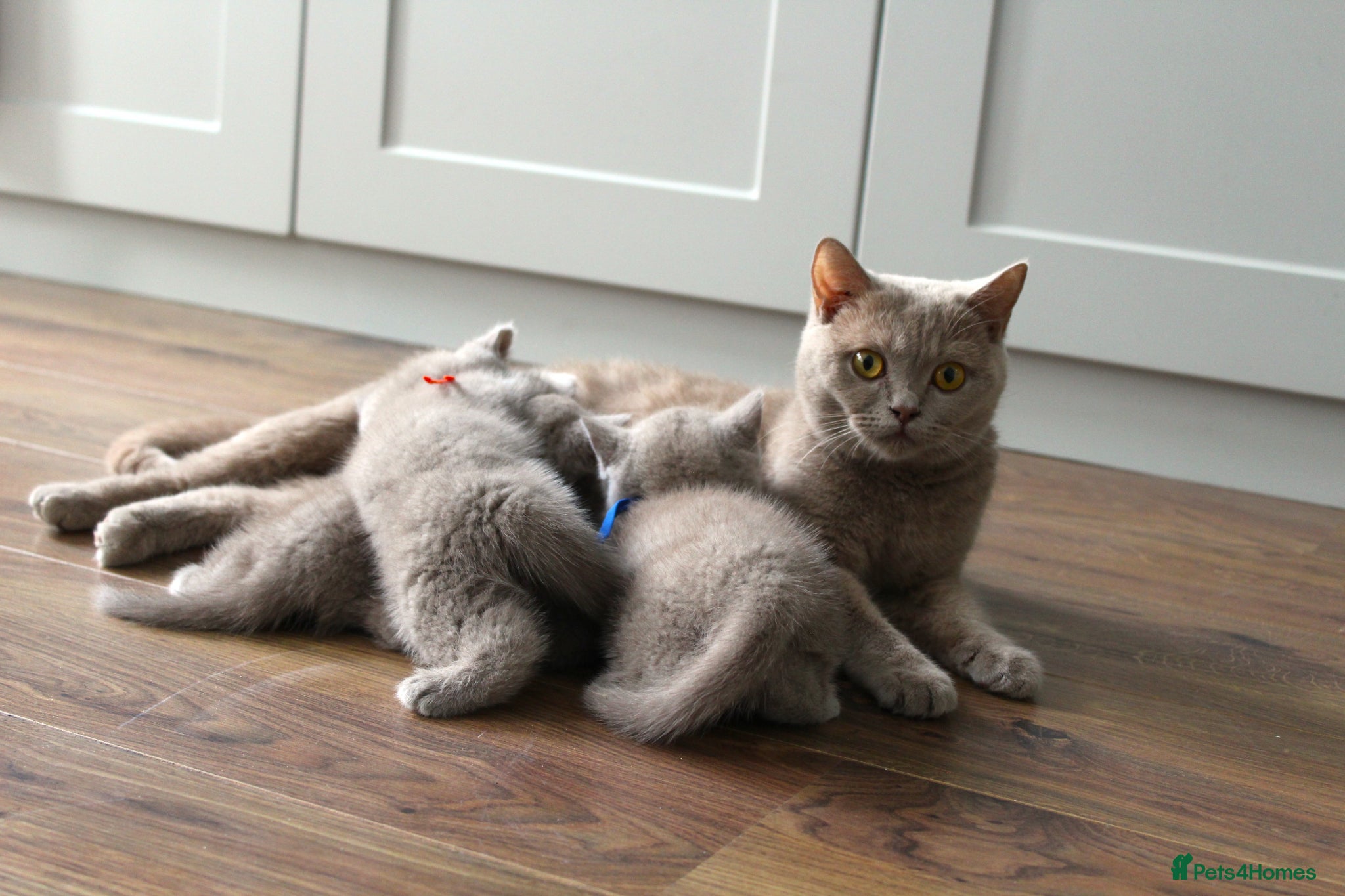 British Shorthair cats Beautiful Pure Breed ✨ British Shorthair Kittens ⭐ - Advert 2