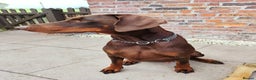 Dobermann dogs for sale: KC Registered Beautiful lady Doberman for rehoming - Advert 1
