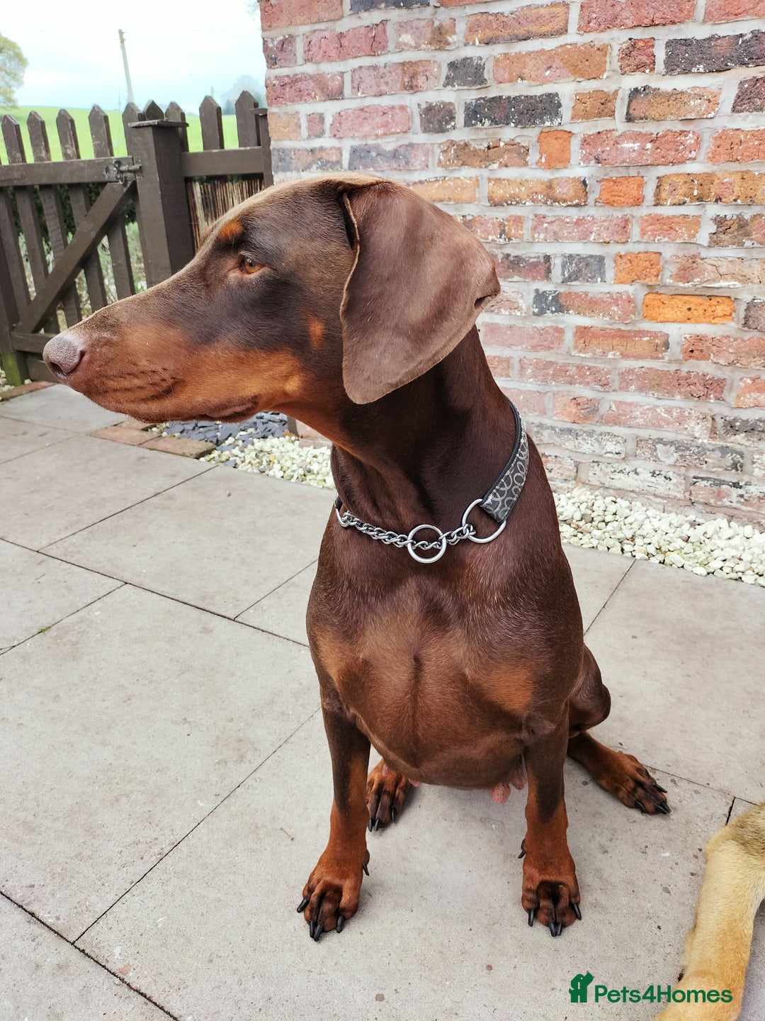 Dobermann dogs for sale: KC Registered Beautiful lady Doberman for rehoming - Advert 1