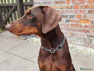 Dobermann dogs KC Registered Beautiful lady Doberman for rehoming - Advert 1