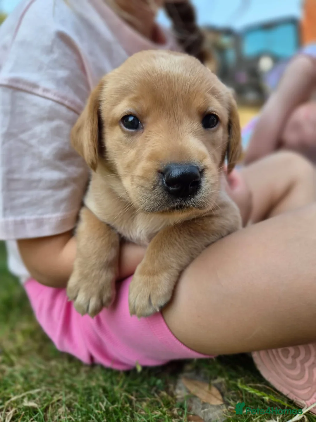 Labrador Retriever dogs for sale: Adorable KC registered Labrador puppies  - Advert 1