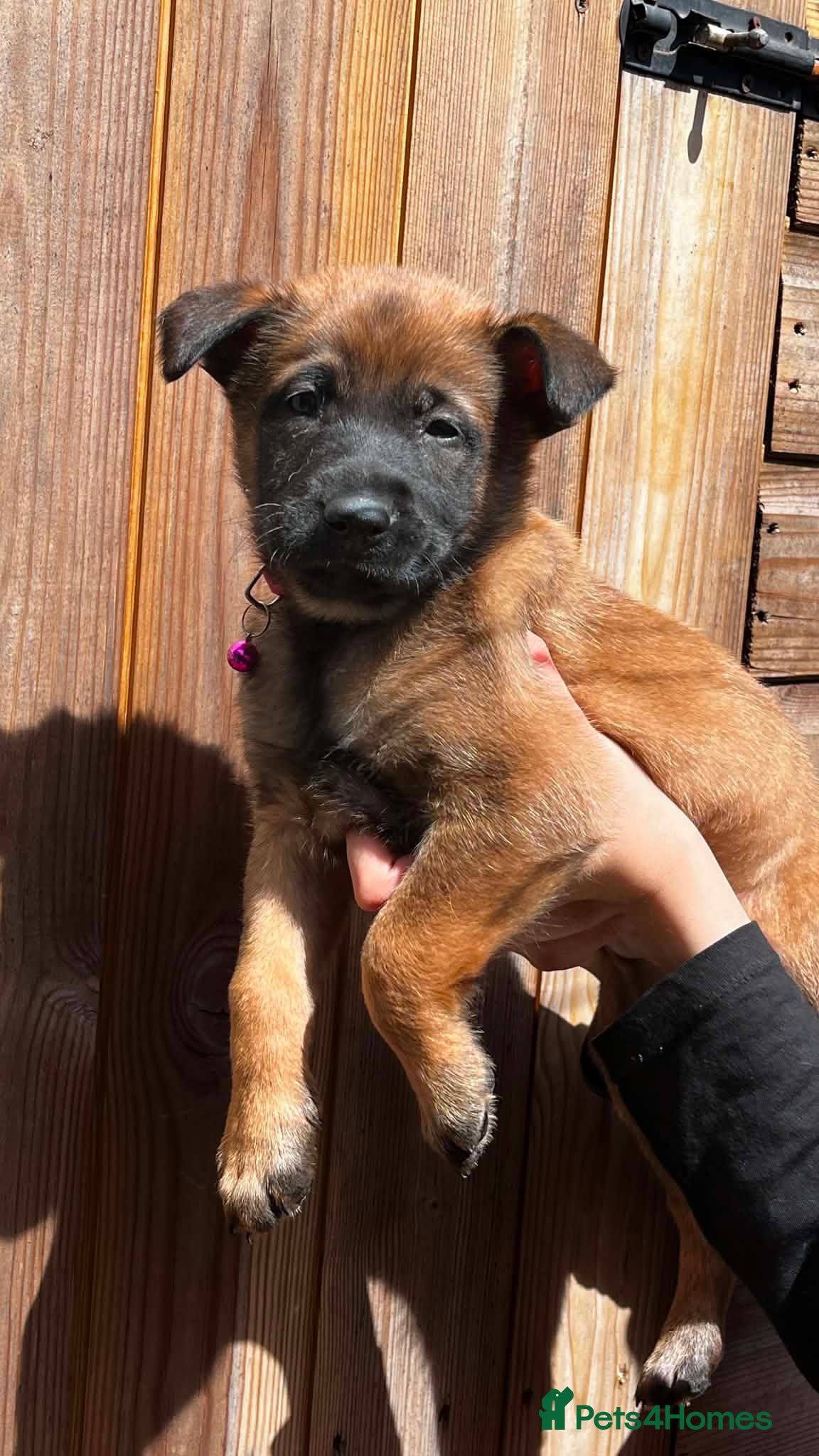 Belgian Shepherd Dog dogs Belgian malinois - Advert 6