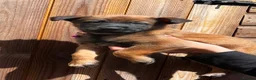 Belgian Shepherd Dog dogs for sale: Belgian malinois - Advert 1