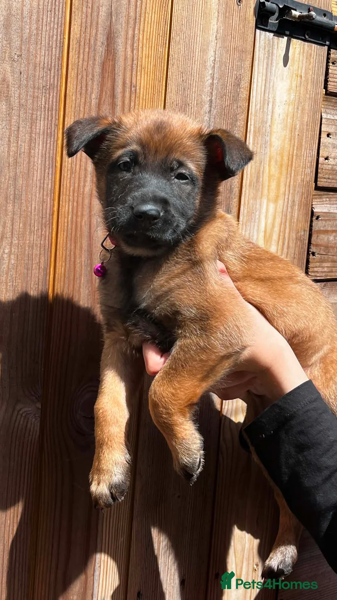Belgian Shepherd Dog dogs for sale: Belgian malinois - Advert 1