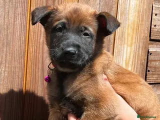 Belgian Shepherd Dog dogs Belgian malinois - Advert 5