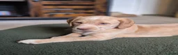 Cockerdor dogs for sale: F1b cockerdors - Advert 23