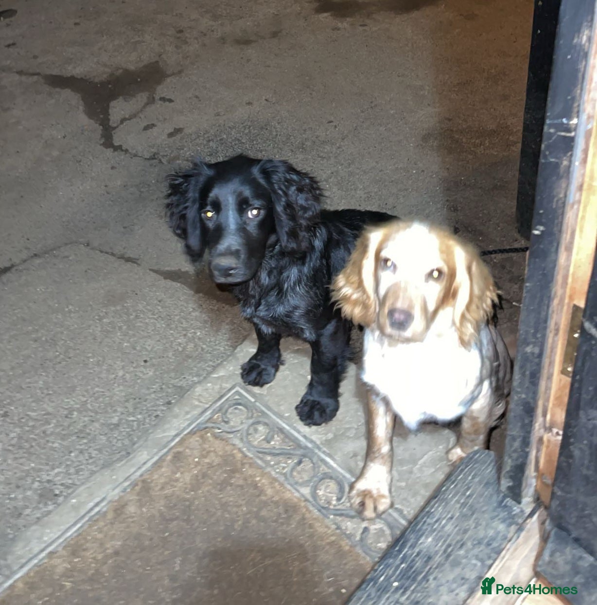 Cocker Spaniel dogs ❗️2 cocker spaniel sisters for sale❗️ - Advert 2