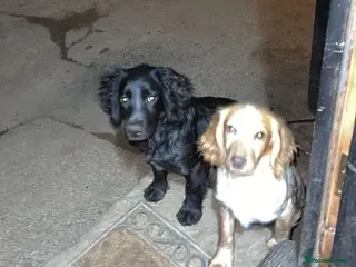 Cocker Spaniel dogs ❗️2 cocker spaniel sisters for sale❗️ - Advert 2