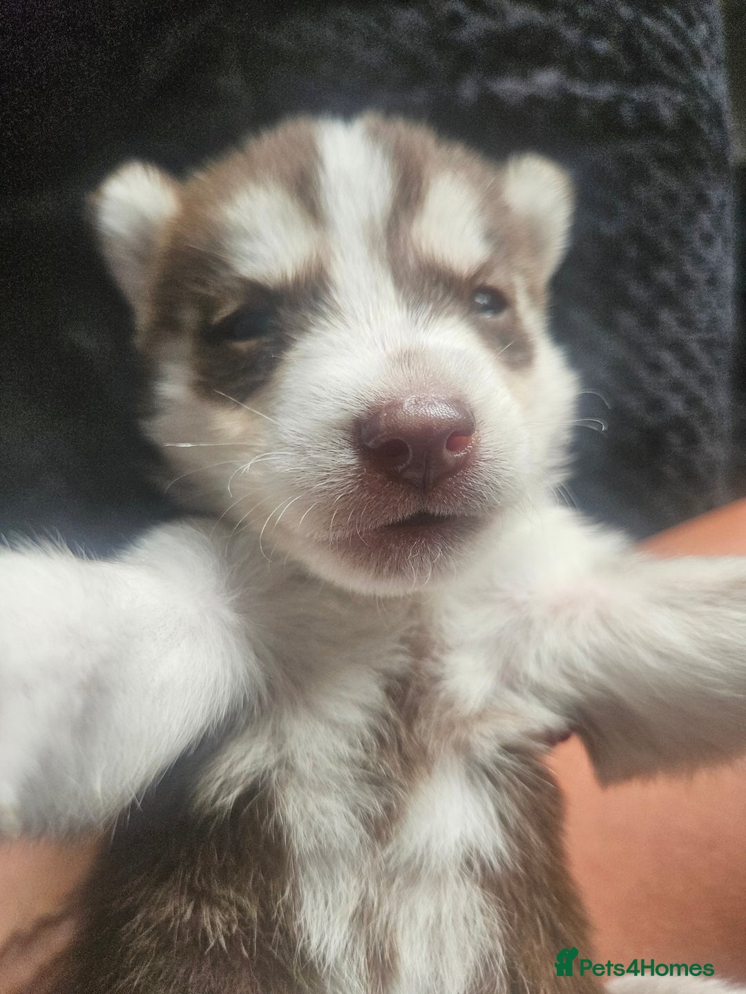 Siberian Husky dogs for sale: Gorgeous Litter of Husky Puppies - Image 40