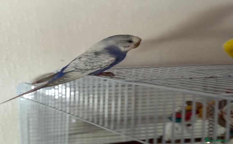 Budgerigars birds - Advert 3