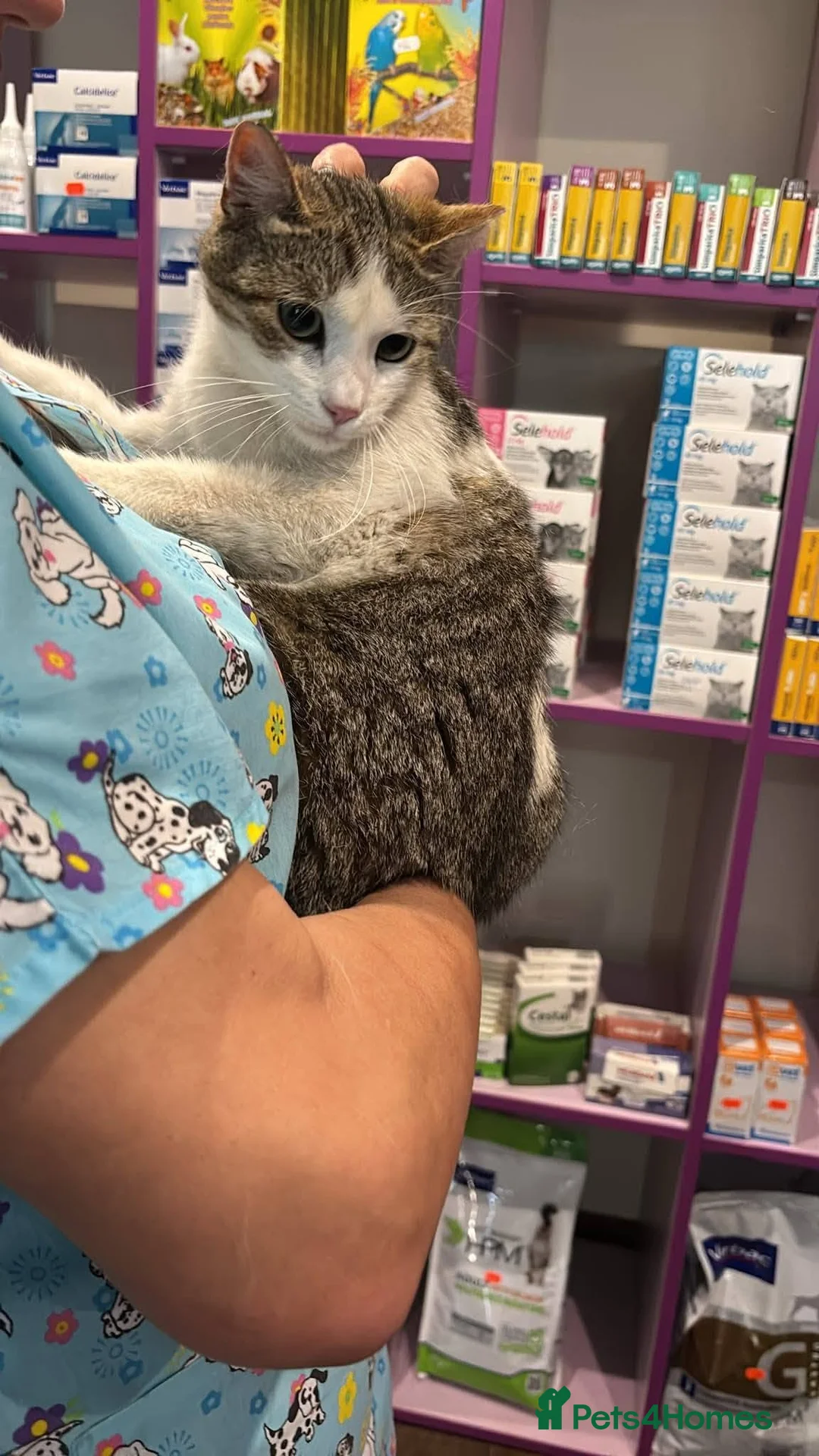 Mixed Breed cats for adoption: Freya for adoption in Kidlington - Advert 2