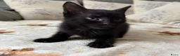 Mixed Breed cats for sale: 4 adorable kittens  - Advert 10