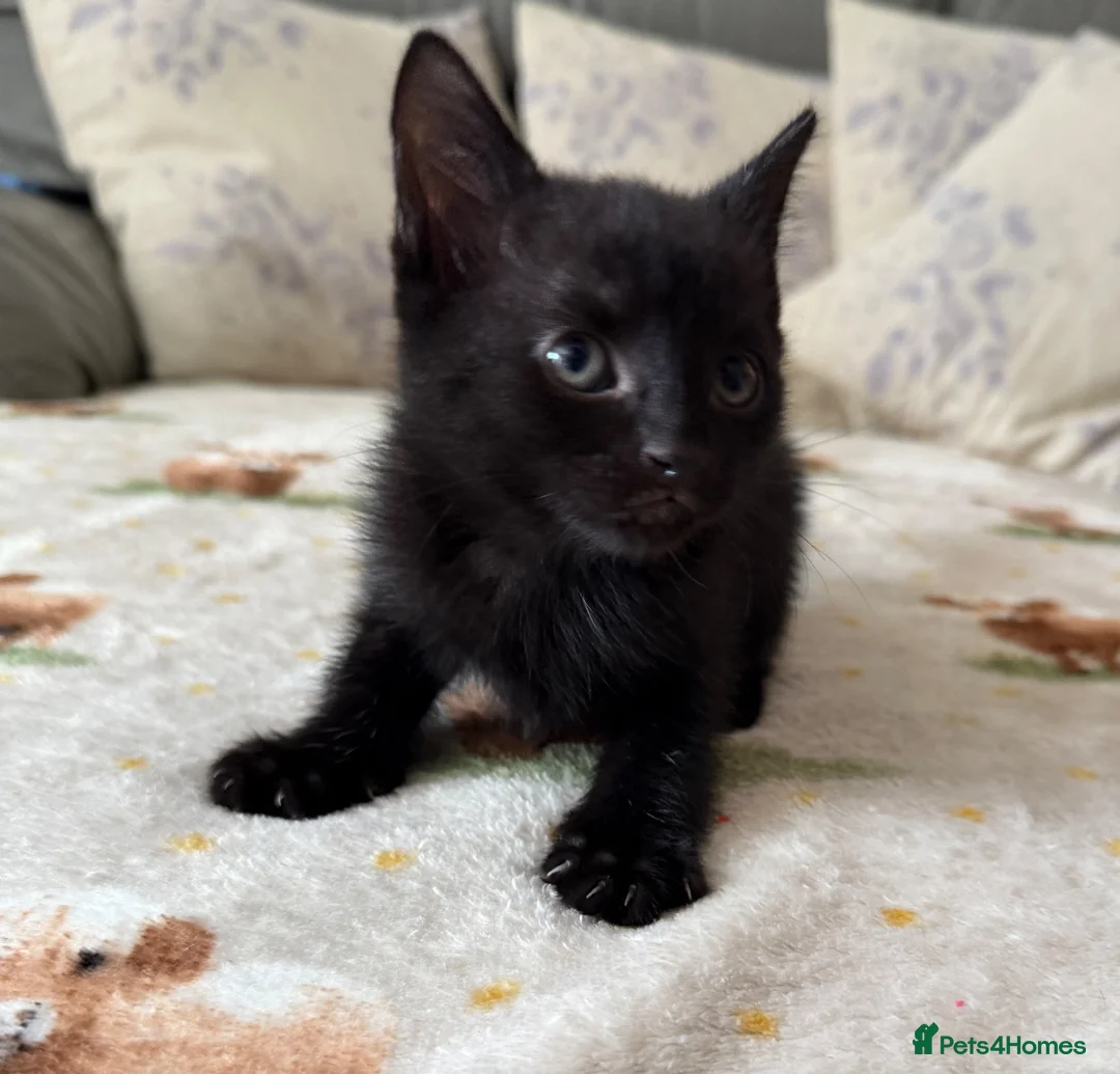 Mixed Breed cats for sale: 4 adorable kittens  - Advert 10