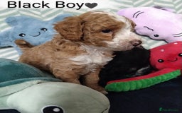 Cockapoo dogs for sale: * 1 Left* Beautiful Unique Cockapoo Puppies - Advert 10