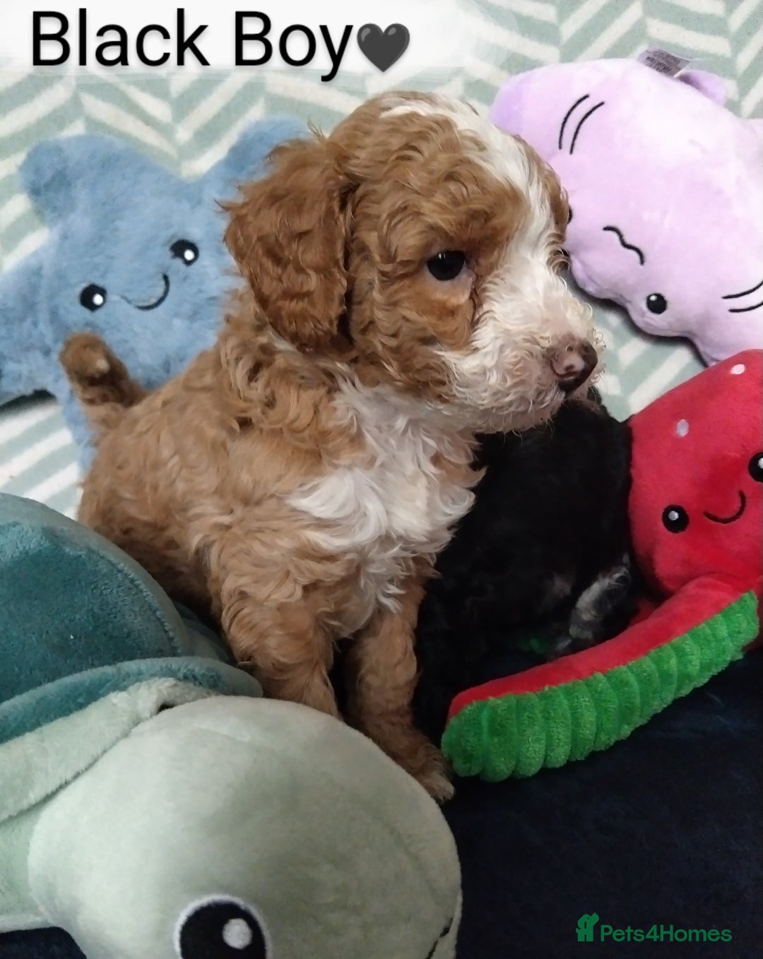 Cockapoo dogs for sale: * 1 Left* Beautiful Unique Cockapoo Puppies - Advert 10