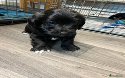 Jackapoo dogs for sale: Adorable Jackapoo puppies for sale !!!! - Image 11