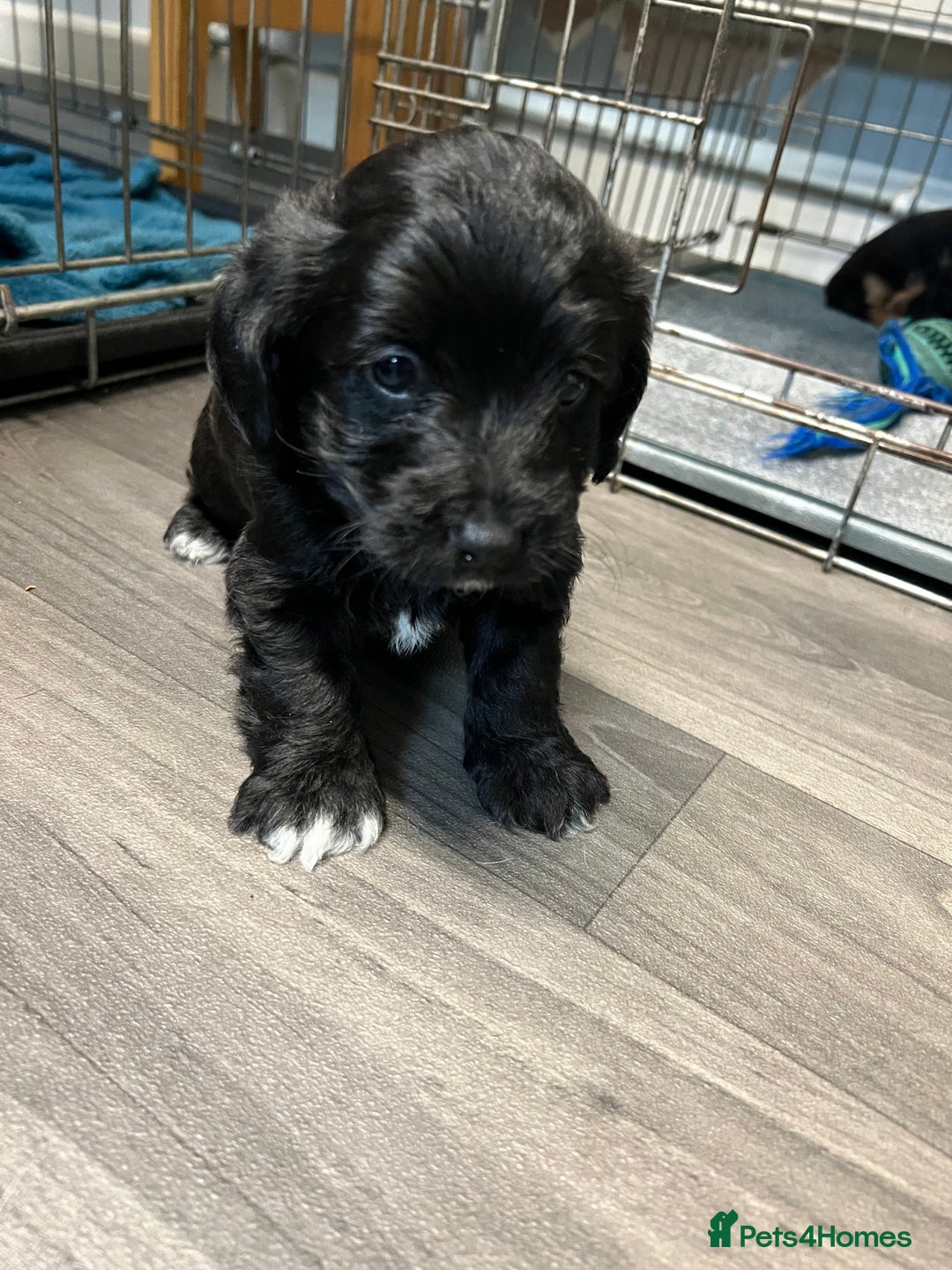 Jackapoo dogs for sale: Adorable Jackapoo puppies for sale !!!! - Image 11