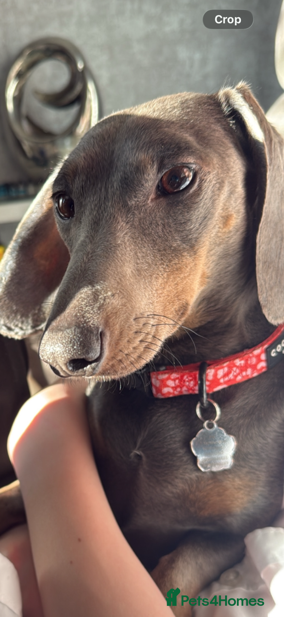Miniature Dachshund dogs Mini dachshund  - Advert 1