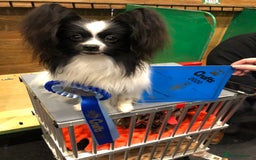 Papillon dogs for sale: 1 beautiful papillon girl puppy for sale - Image 8