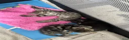 Mixed Breed cats for sale: Baby kittens  in Basingstoke - Advert 4