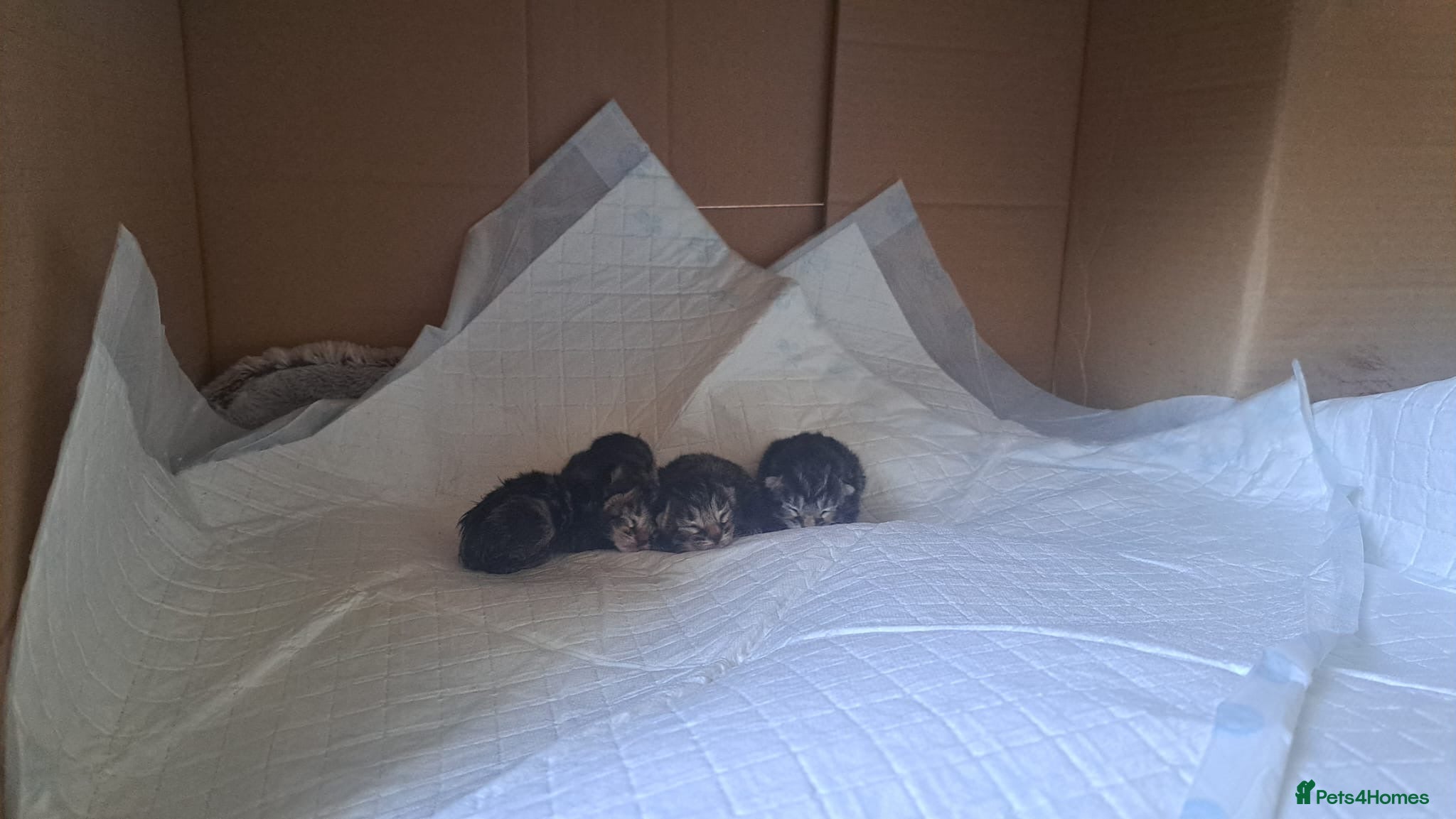 Mixed Breed cats 4 Bengal mix kittens - Advert 15